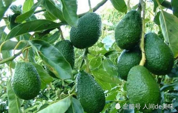 公认的最难吃的水果,榴莲都没有上榜!图四难道