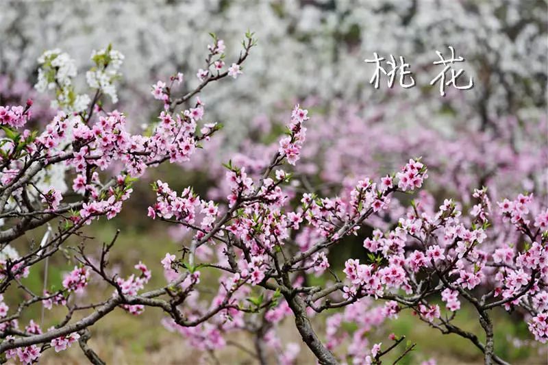 彭门春晓 花开两朵