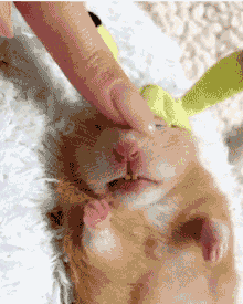 仓鼠虽小,其实很好玩