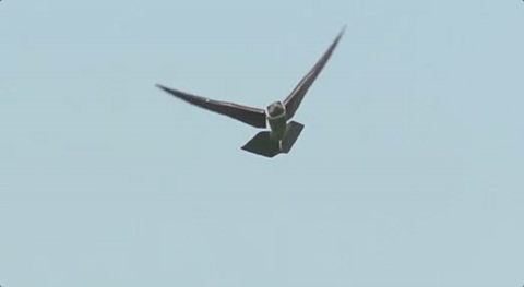 印度称国产高铁像飞机一样快,网友看了都说太