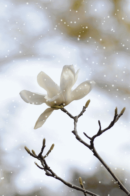 壁纸 花 桌面 425_640 竖版 竖屏 手机 gif 动态图 动图