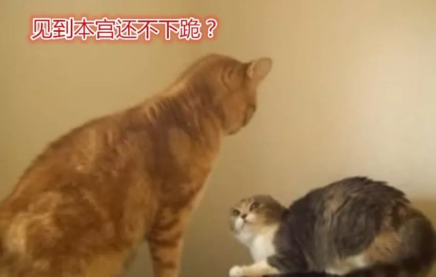 狸花:不敢动不敢动