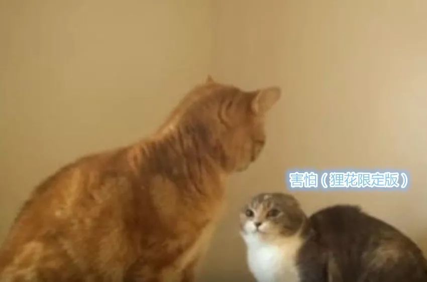 狸花:不敢动不敢动