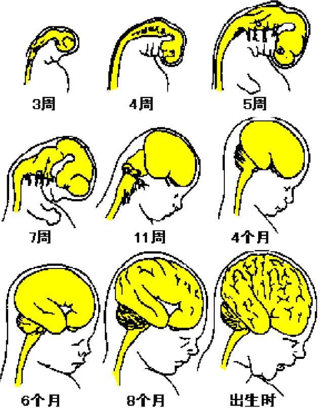 在宝宝受孕25天时大脑就开始发育,外胚细胞就形成了神经管,这是脑发育