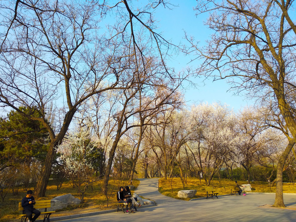 阳春三月北京人去哪儿踏春游?首选门票仅2元