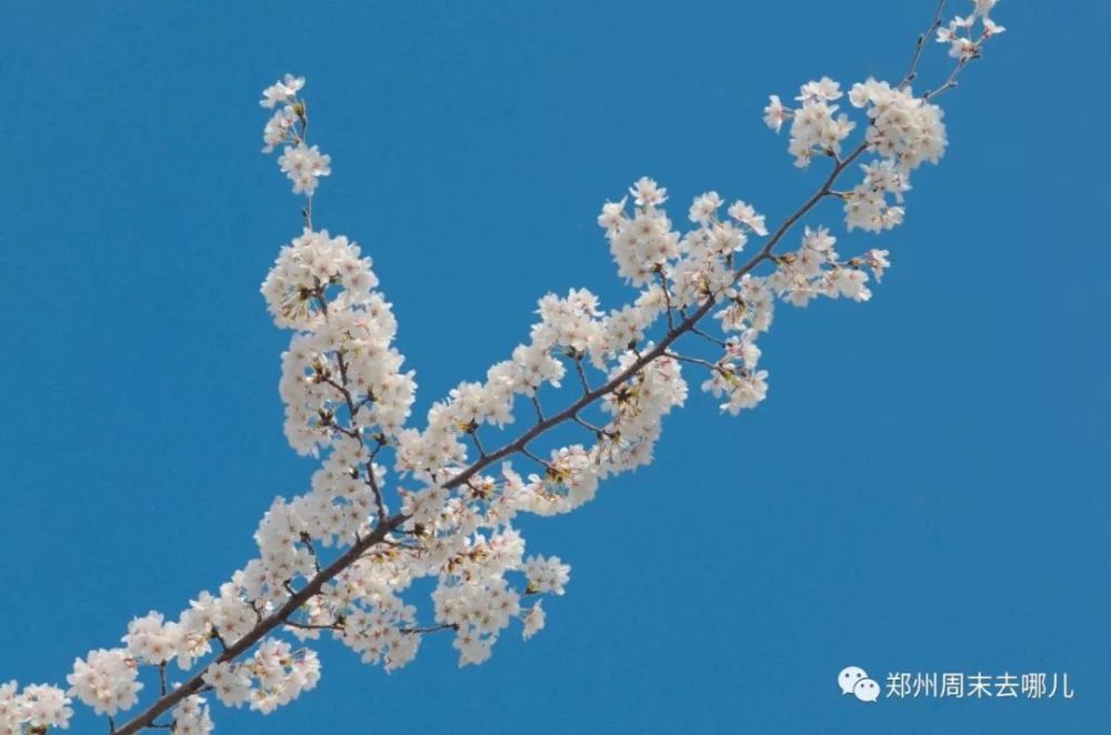 沾衣不湿樱花雨,清明前后赏樱正当时,盘点河南樱花最美的5个地!