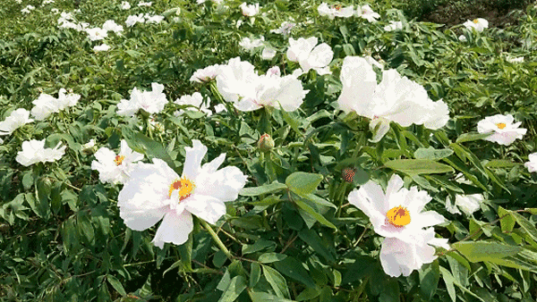 宜宾这10000亩几座山的牡丹花开了!美到爆!不要门票!