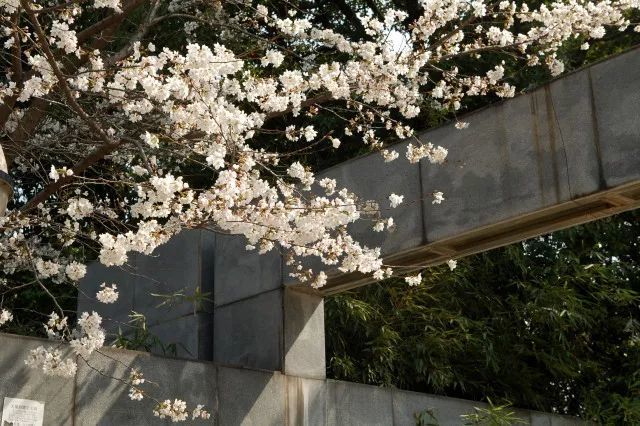 权威发布2018无锡2号花情--锡城各地迎来最佳