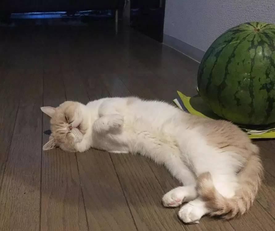 睡不醒的喵星人,无论何时何地都是迷糊眼