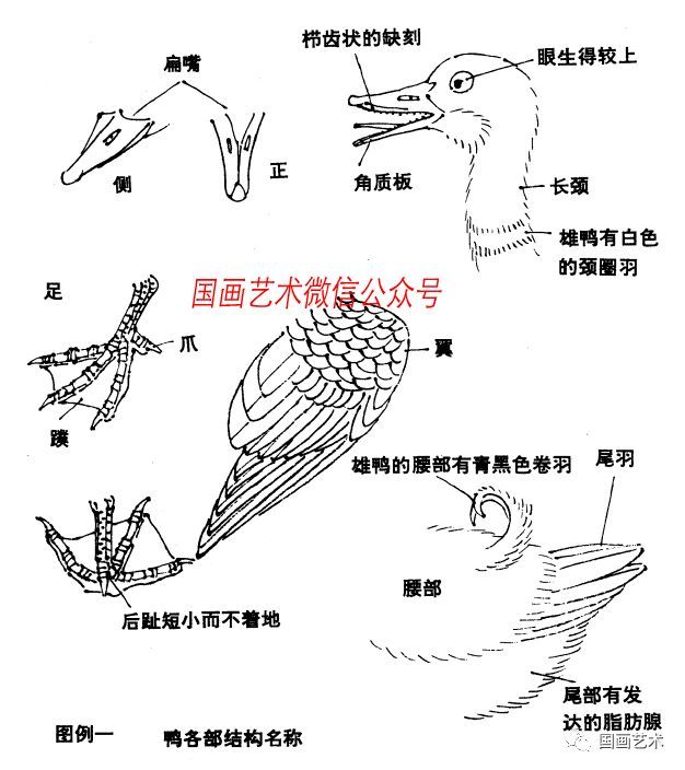 图文教程 怎样画鸭 看点快报