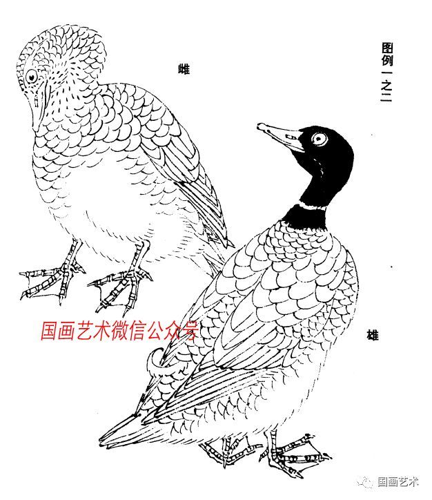 图文教程 怎样画鸭 看点快报