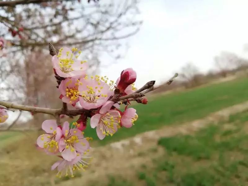 杏花怒放惹人醉,一路风景一路春!