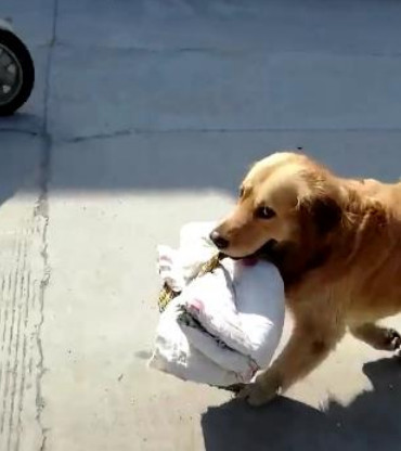 主人让金毛去做家务,金毛露出的表情,让主人怀