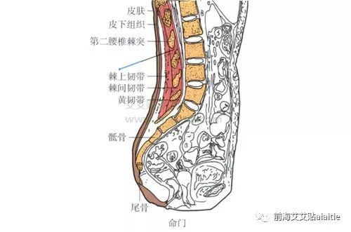 前海艾艾贴 命门穴
