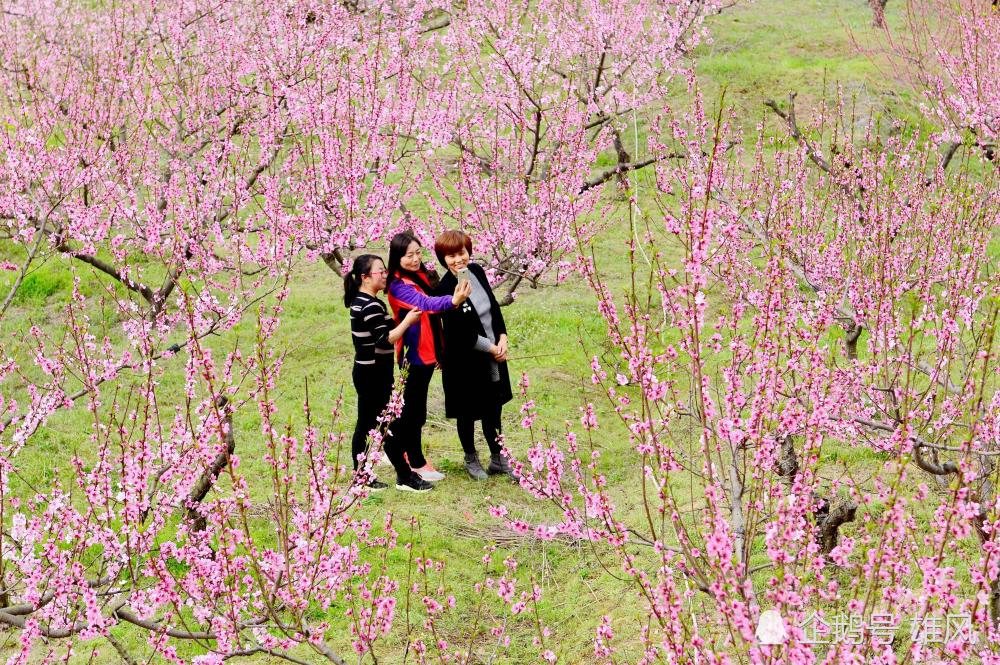 3月25日,一位美女摄影师正在桃花林里寻找合适的拍摄位置.