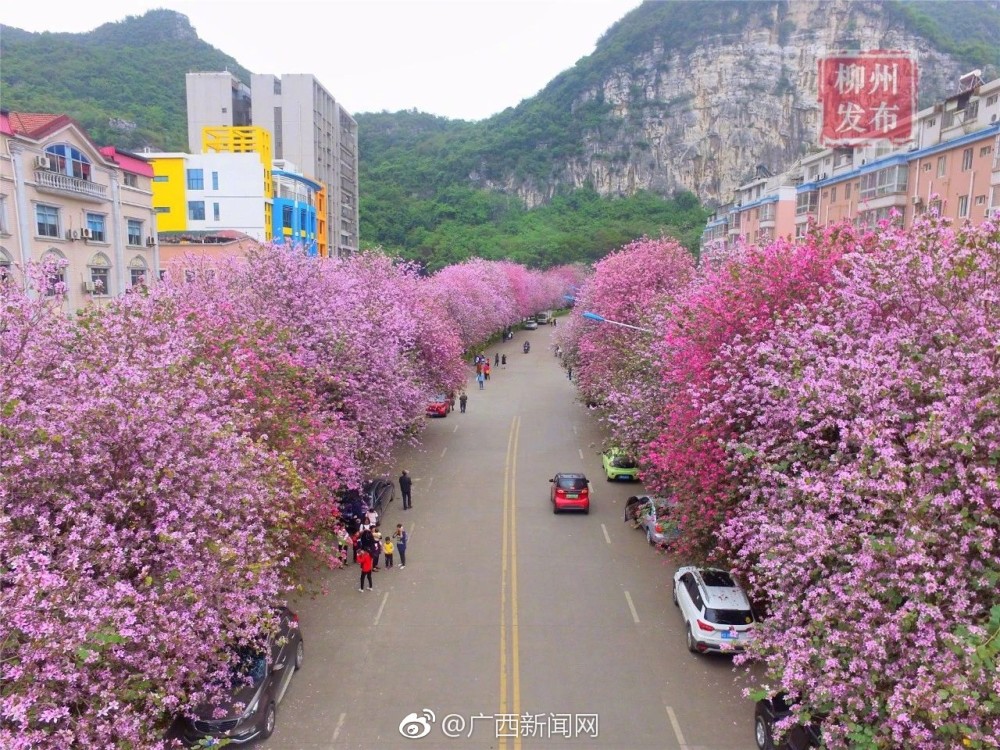 50张柳州紫荆花海美图