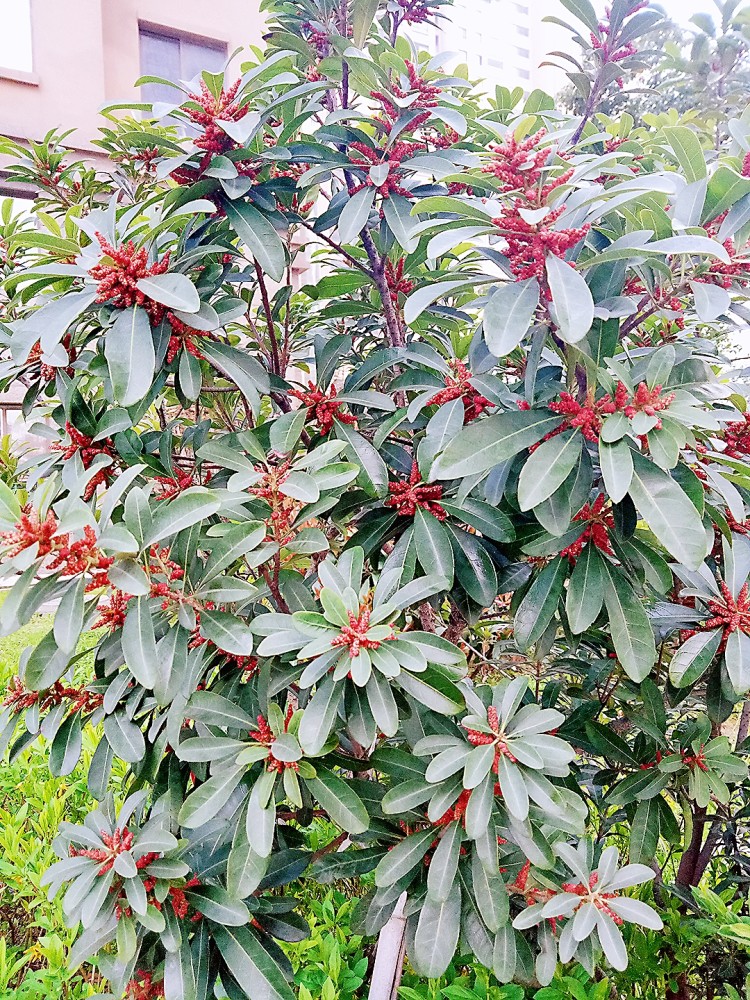 你知道吗 杨梅其实也开花 还有公母之分 雌的开花看不见 雄的开花不结果 看点快报