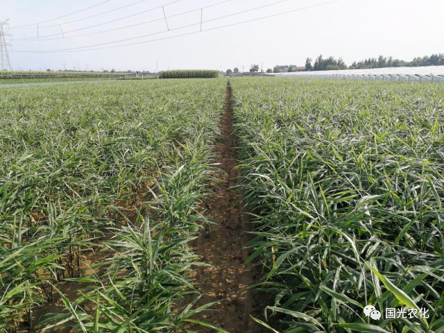 生姜种植 五把握 你把握住了吗 看点快报