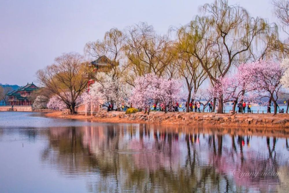 樱花,玉渊潭公园,北京,北海公园