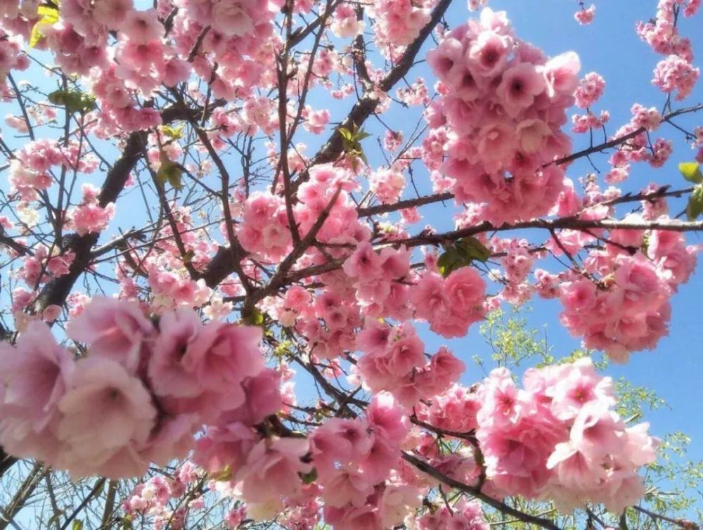 樱花谷,月季山,玫瑰花岛……西昌人太幸福了,你将被花海包围