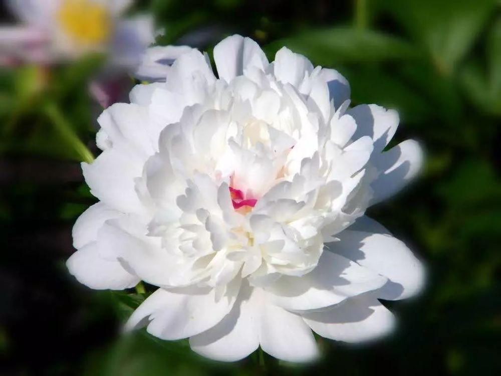 樱花谷,月季山,玫瑰花岛……西昌人太幸福了,你将被花海包围