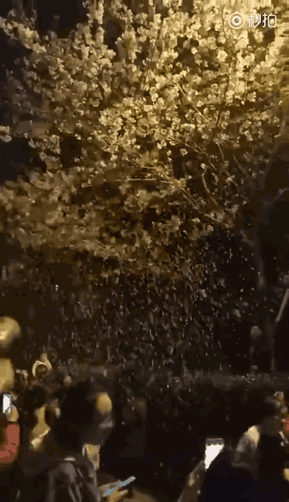 3月24日一男子在武大用力摇晃樱花树, 以求