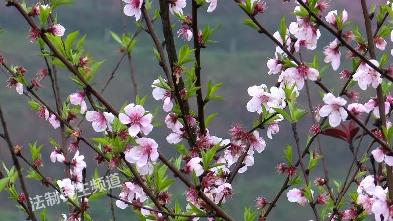 株洲赏花地图出炉 乡村旅游节在醴陵拉开帷幕
