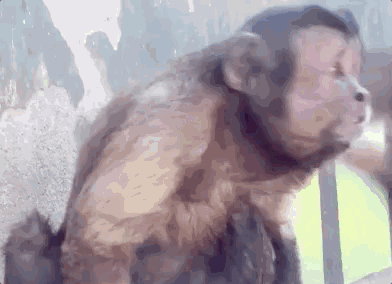 这只猴子靠一张