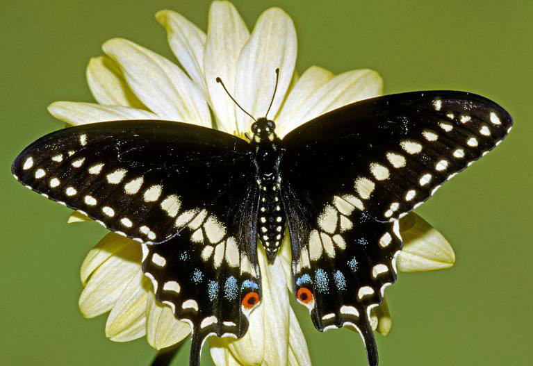 美到极致的黑凤蝶,就像黑暗中前行的希望