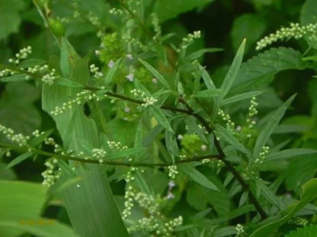 泥胡菜(石灰菜,田青 别名又叫 苦马菜,牛插鼻