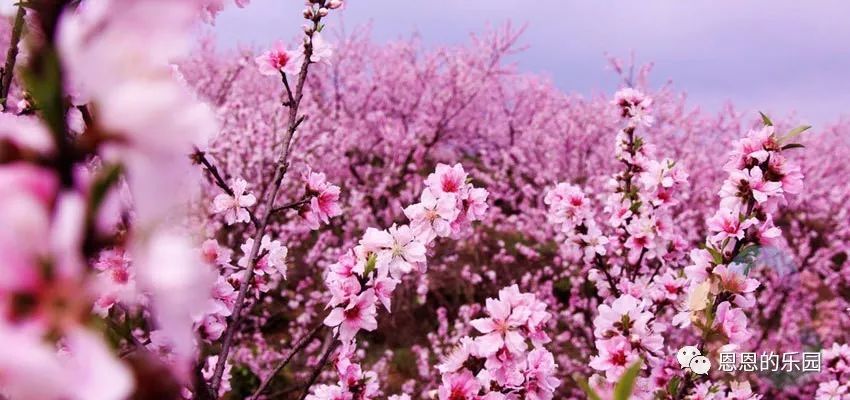 桂林史上最全赏花攻略 与灿烂的花儿来场甜蜜的约会吧 看点快报