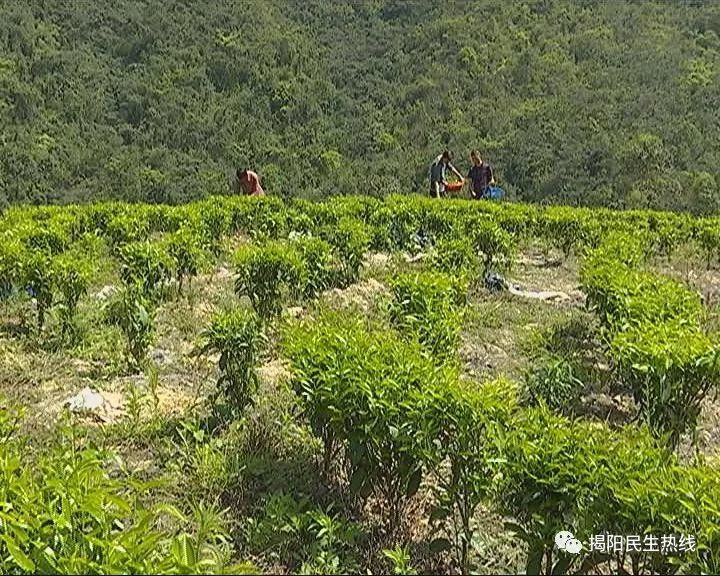 下一站茶山刘简谱_下一站茶山刘图片