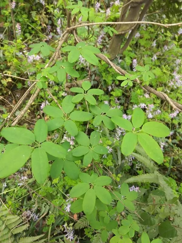 府山花鉴:五叶木通