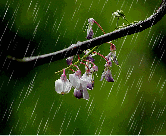 怒江的一场春雨,让整个峡谷诗意绵绵