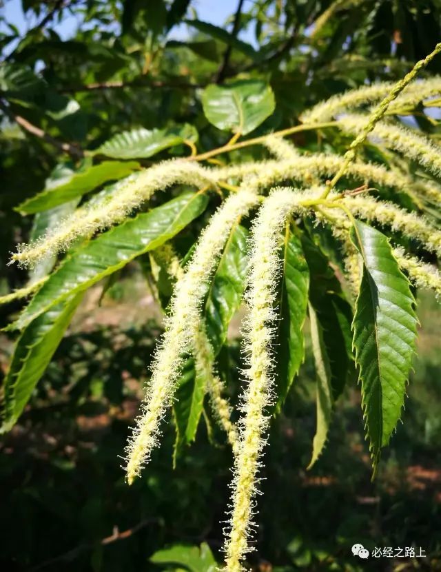 板栗花单性,雌雄同株; 雄花为葇荑花序(跟杨树,柳树,核桃树的花属于