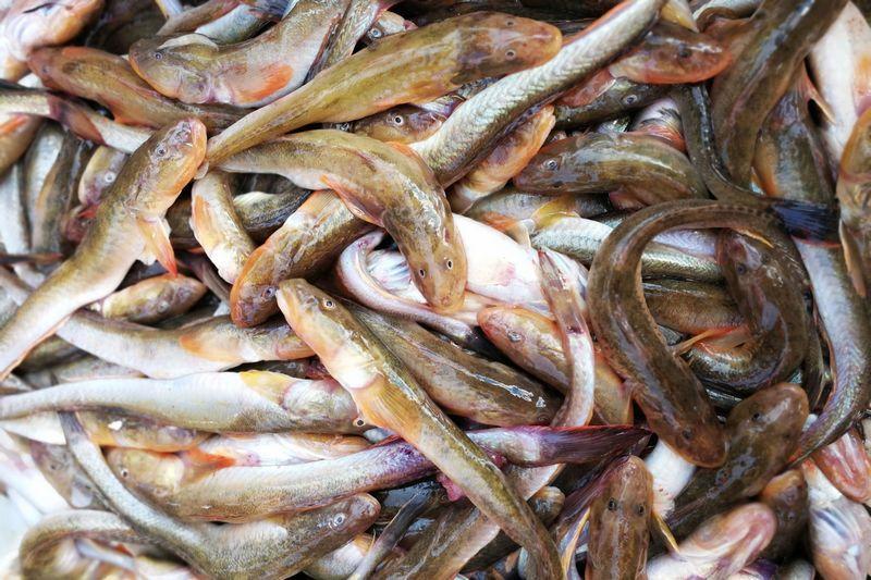 鲅鱼、八带鮹、梭鱼、带鱼全部新鲜上市 价格