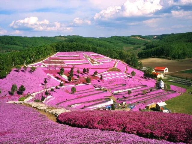 紫色薰衣草和白色冰雪世界将北海道打造成浪漫之都 看点快报