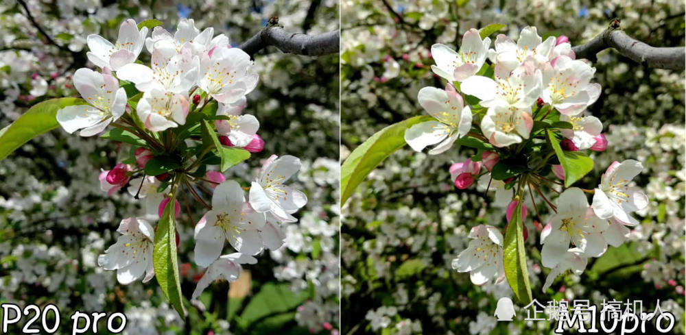 8组对比照看出华为P20Pro与Mate10Pro细节差