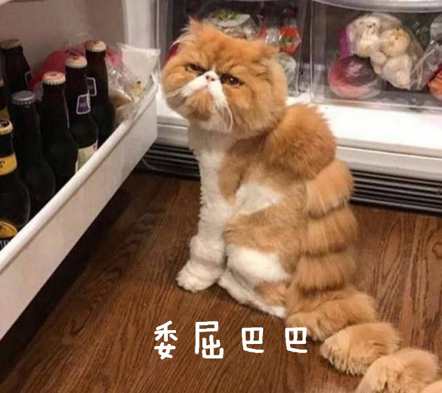 喵:这是什么鬼?铲屎官:是什么你心里还没点数