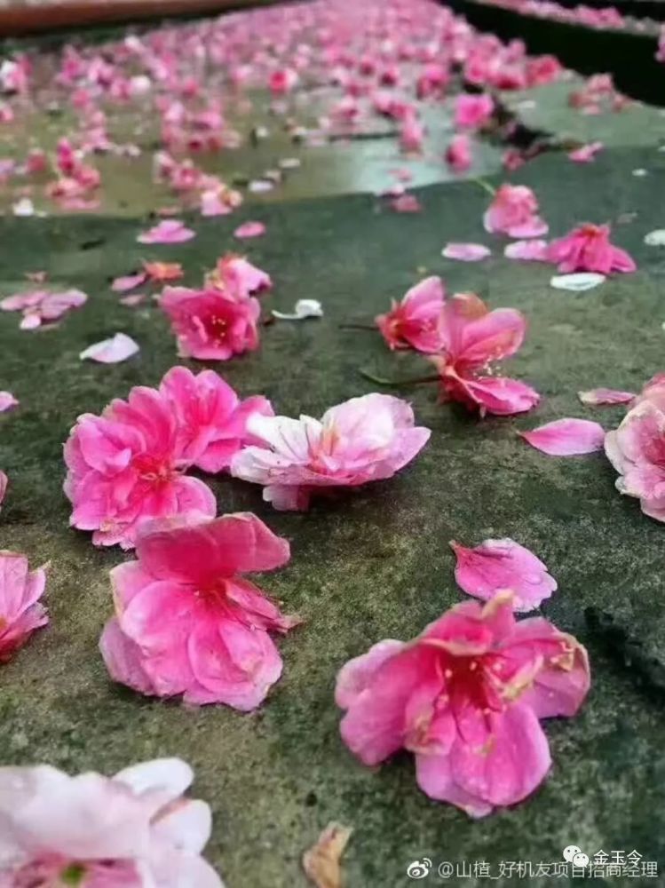 3月,昆明下了一场花瓣雨,许你三生三世在一起