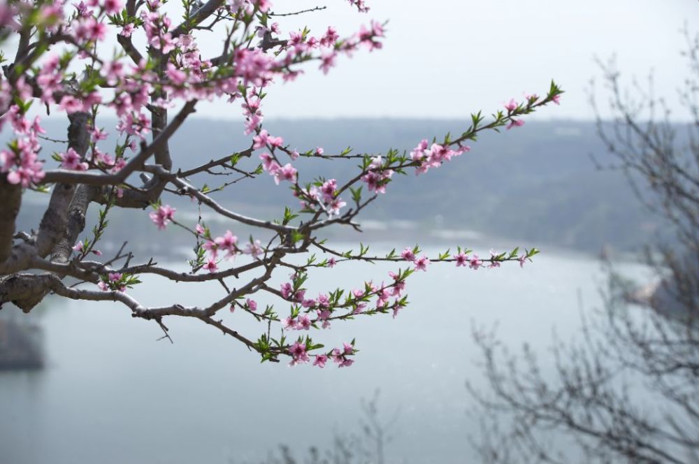 观零口桃花簇拥成海,邂逅一场桃花雨,唯美整个春天