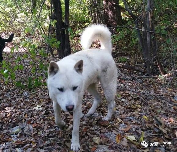 丰山犬 虽然也是土狗 可人家享受 国犬 待遇 根本就买不到 看点快报