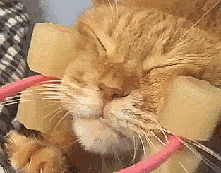 铲屎的,你为什么撸起我来这么熟练啊?