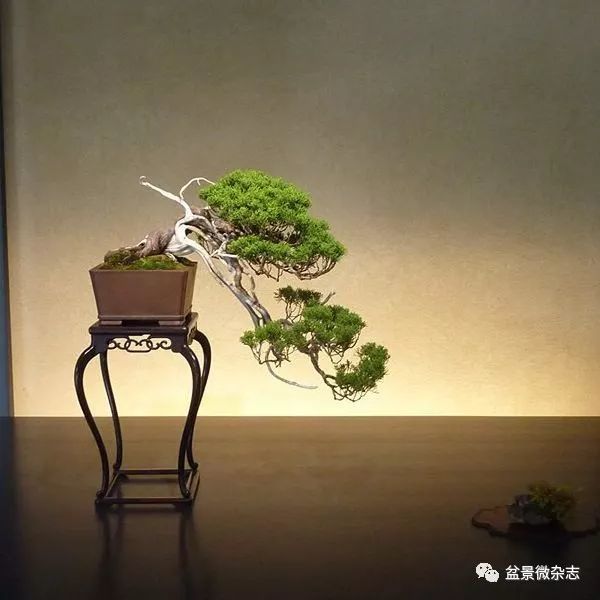 浅谈中国盆景与国际盆栽的主要区别 看点快报