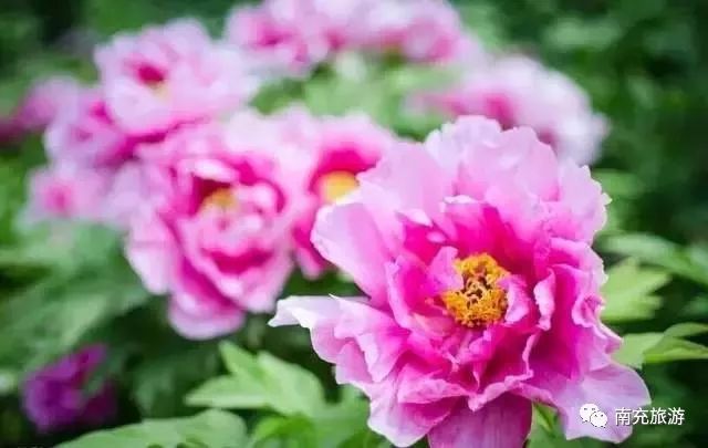 牡丹口GDP_唯有牡丹真国色,这10个牡丹园就在家门口,不用去洛阳(3)