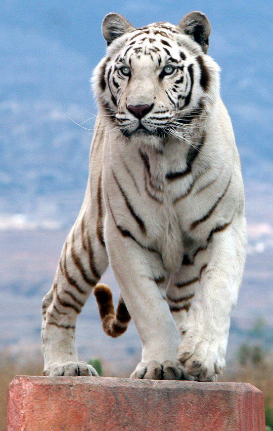 难得一见的孟加拉白老虎