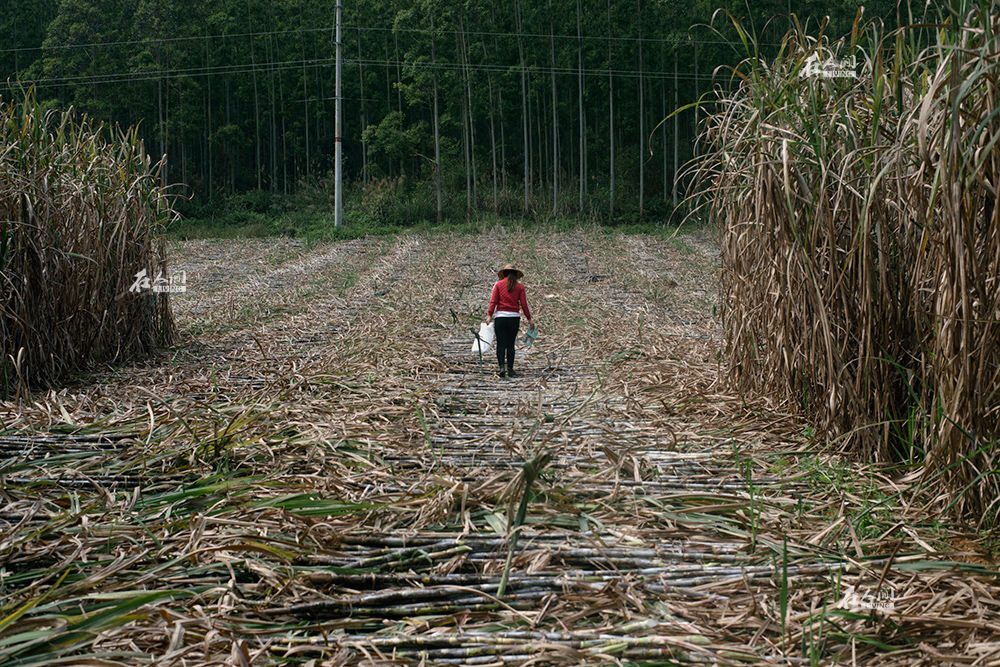 越南工人来中国砍甘蔗