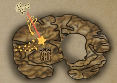 鲁伯埙教授课题组合作研究发现治疗亨廷顿病的