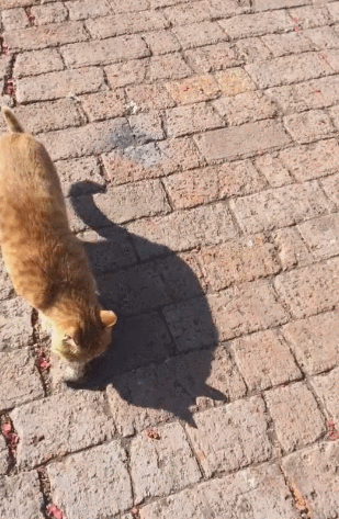 猫咪拨动老鼠,老鼠就地翻滚一段路,想趁机麻痹猫咪!
