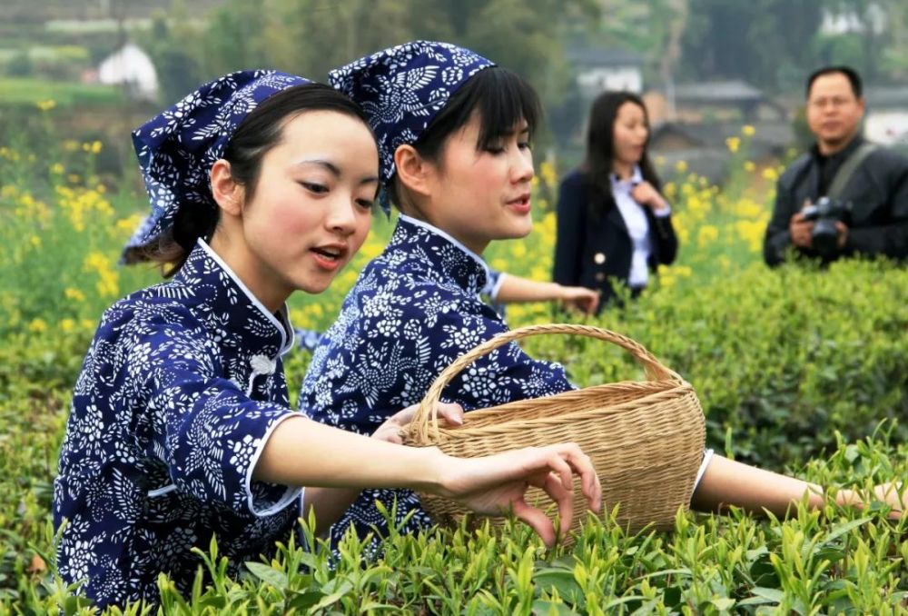 正是采茶好时节!《重庆采茶地图》领你邂逅采茶妹儿